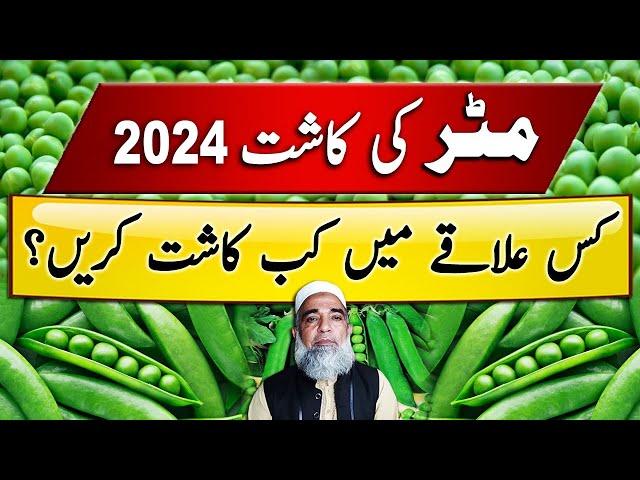 Best sowing time for Peas (matar, مٹر) in Punjab || Crop Reformer