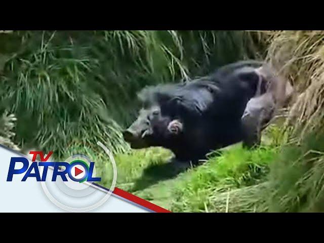 Philippine warty pig o baboy-ramo namataan sa tuktok ng Mt. Apo | TV Patrol