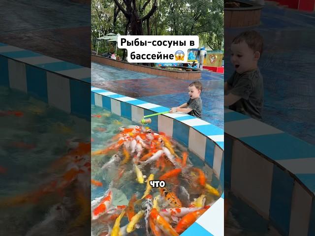 Рыбы-сосуны