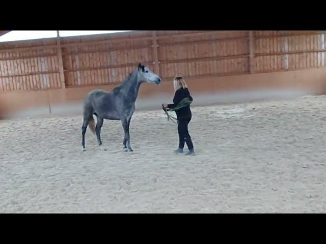 Pferd mit Aggressionsproblem greift Mensch anKorrektur über  Körpersprache  Horsemanship