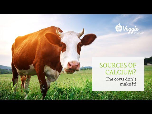 Sources of calcium: the cows don't make it! - Neal Barnard, MD