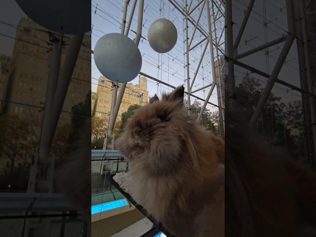 Bunny Diary: time to learn about Big Bang Theory #rabbit #rabbitvlog