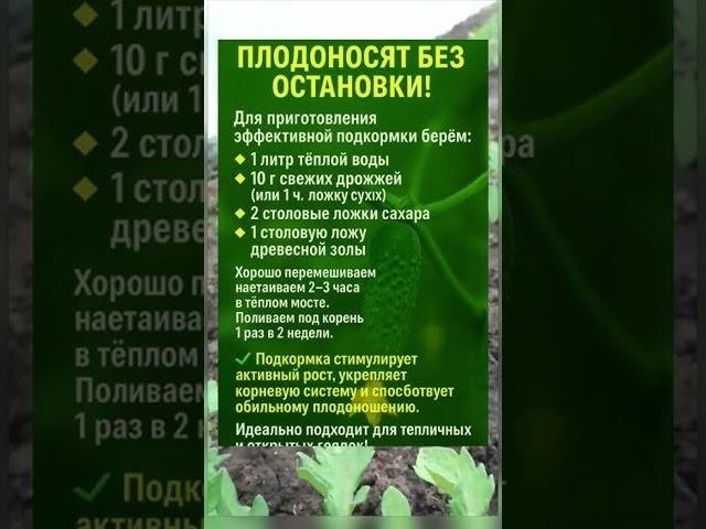 Подкормка #рекомендации #огород #дача
