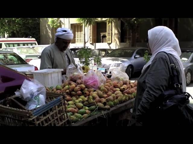 Une année au Caire