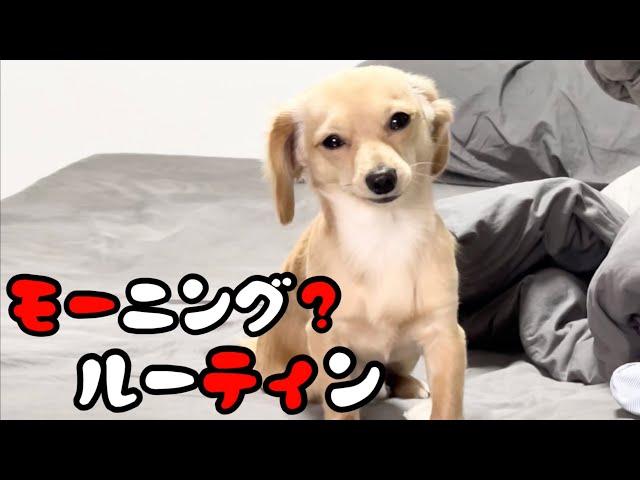 寝起きは「いつまで見るん？」ってくらい見つめてくる殿さんがこちらです！