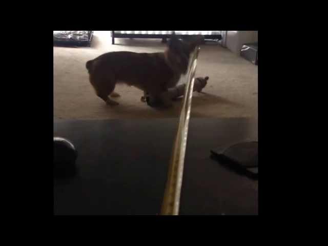 Heidi the Corgi versus The Evil Tape Measurer