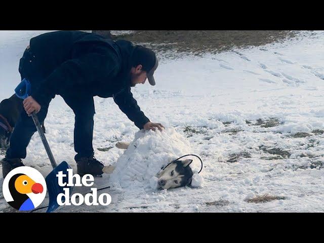 Husky Who Was Rescued From A Crowded Kennel Loves To Be Buried In Snow | The Dodo