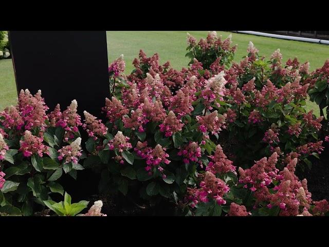 Hydrangea paniculata Living Infinity®