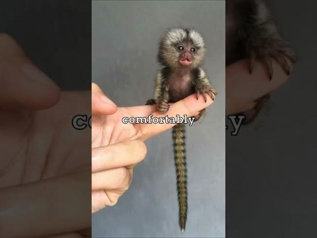 The Smallest Monkey In The World 