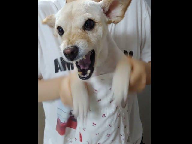 최강 이루비의 드럼 챌린지 (Dog's Drum Challenge) #shorts