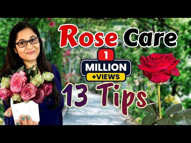 ROSE PLANT CARE, GROWING TIPS, SAVE ROSE PLANT / GULAB KI CARE / गुलाब की देखभाल #rose #roseplant