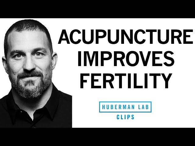 How Acupuncture Improves Fertility & Hormone Health | Dr. Andrew Huberman