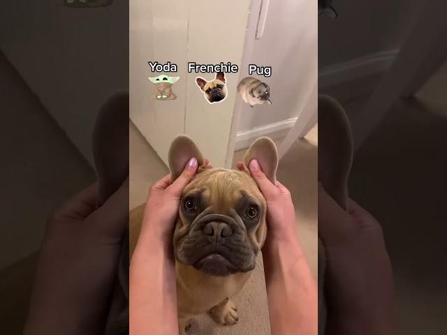 Yoda, Frenchie Puuugggg  #frenchie #dog #frenchbulldog