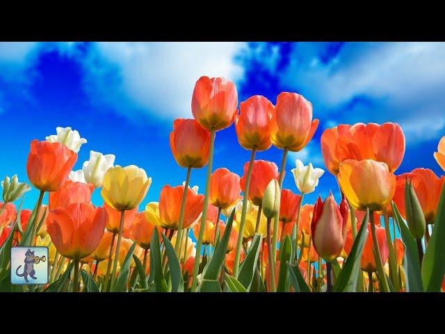 Spring Flowers  Beautiful Nature Scenery & Relaxing Music