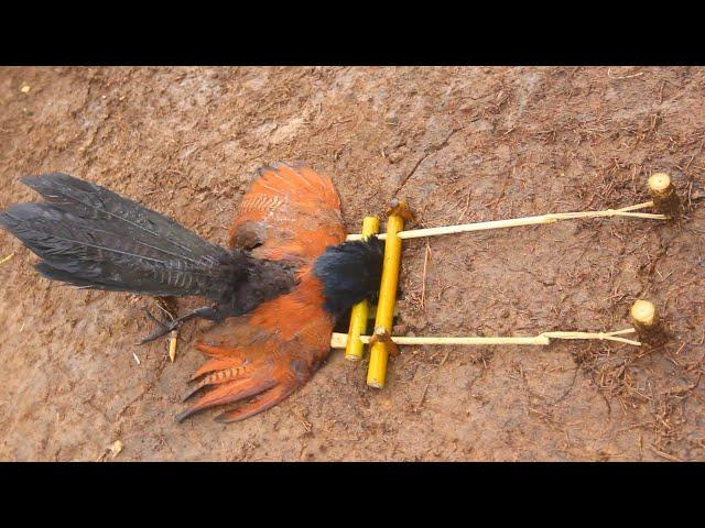 making amazing trap to catch the Greater coucal bird