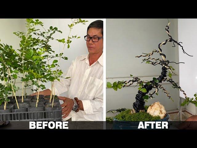 How to create a large bonsai tree by grafting many small trees together