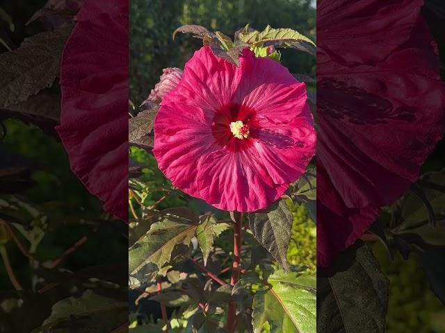 Утро моего садаMein Garten am Morgen 16.09.24