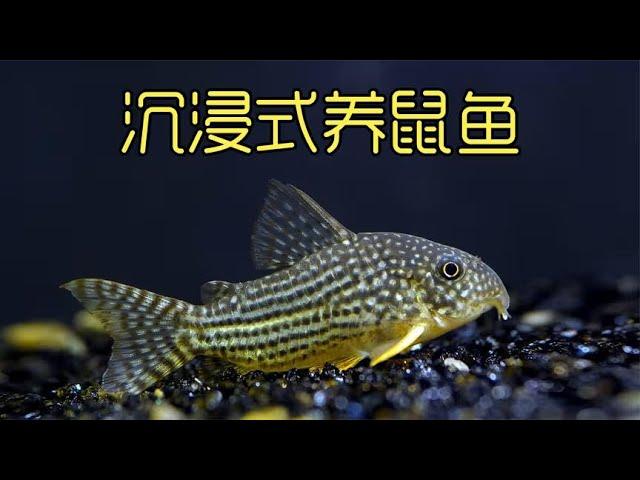 沉浸式养鼠鱼，历经6个月养大六只熊猫鼠鱼的过程，竟然产卵了