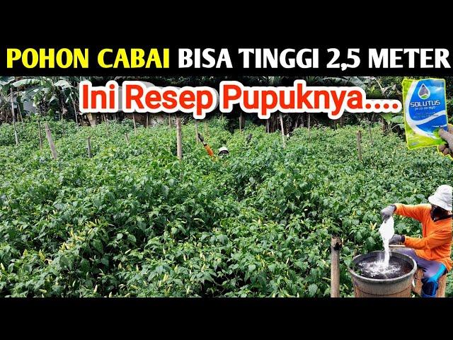  POHON CABAI BISA TINGGI 2,5 METER INI RESEP PUPUKNYA #infopertaniancabe