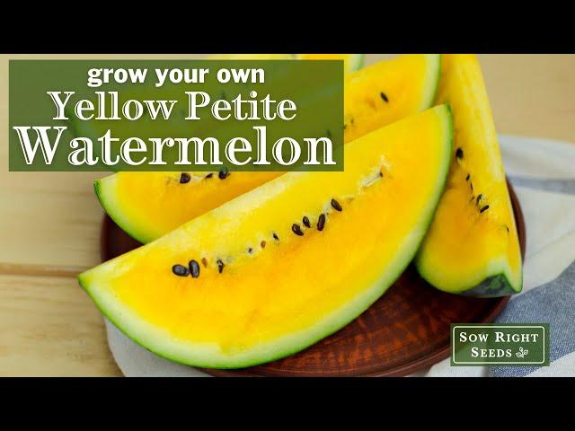 Sow Right Seeds | Yellow Petite Watermelon