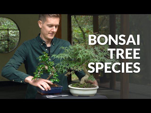 Bonsai tree species