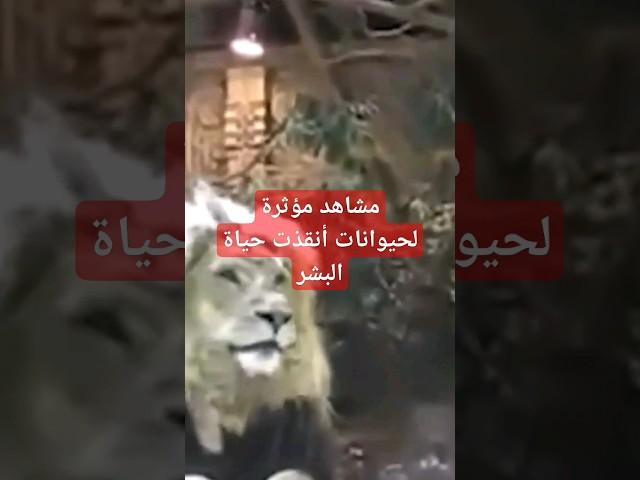 مشاهد مؤثرة لحيوانات أنقذت حياة البشر