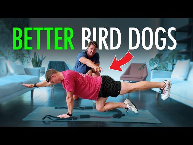 Bird Dog Exercises - Nail Great Technique and Variations