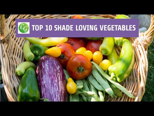 Top 10 Shade Loving Vegetables - The Best Veggies To Grow In Shade