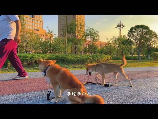 第二集：柴犬为什么需要学习训练这是比其他狗智商低吗