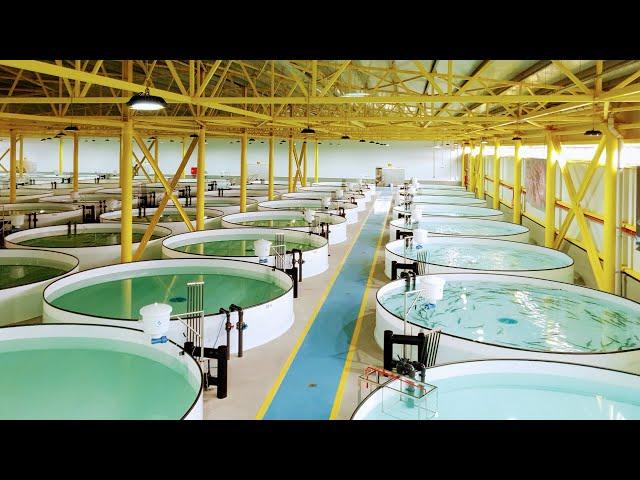 Hesy Aquaculture B.V. Sturgeon Fish Farm in Azerbaijan