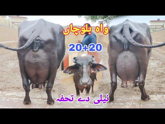 ظفرعلی بلوچ 404گ ب|7ٹاپ کلاس بھینسیں برائے فروخت10اکتوبر Pure Nili  Ravi Buffalo For Sale on Eitfaaq