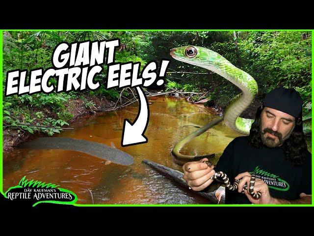 EXPLORING DEEP IN THE AMAZON | ELECTRIC EELS, RARE REPTILES & SNAKES!