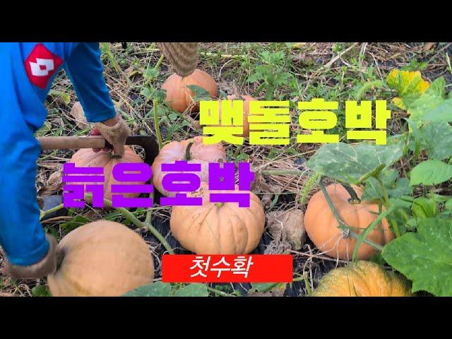 늙은호박 맷돌호박 첫수확#맷돌호박#늙은호박#고니팜#240922