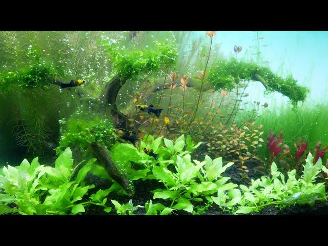 AQUASCAPING - How To Make Planted Aquarium