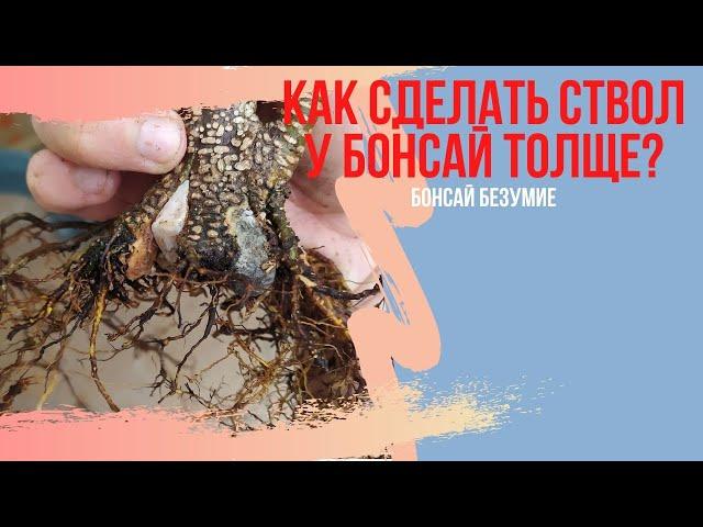 Расширение небари бонсай. Утолщение ствола бонсай! Как расширить ствол у бонсай всего за 15 минут?