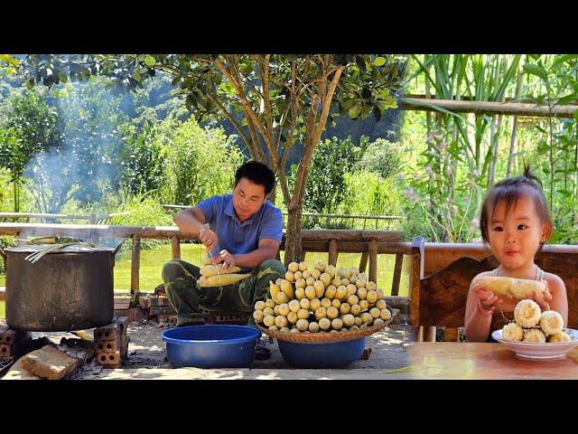 Harvesting corn garden-How to boil corn goes to the market sell /XuanTruong