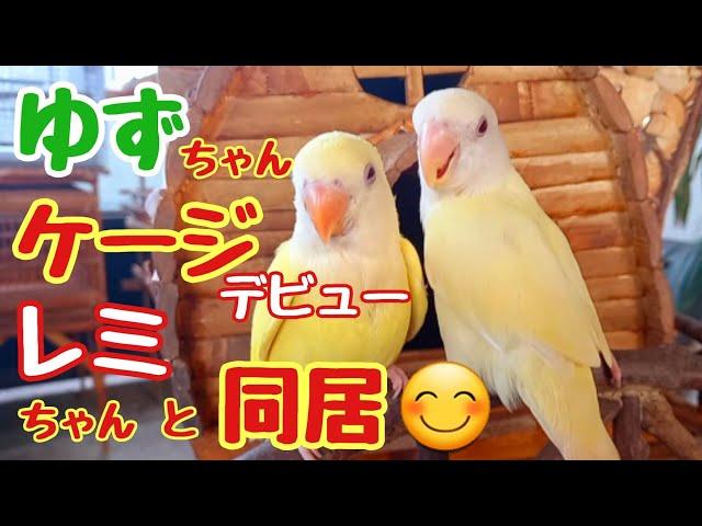 コザクラインコのゆずちゃん本日ケージデビュー仲良しのお姉ちゃんと同居する事になりました