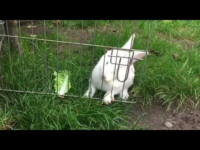 Cute Little bunny fight with his cage