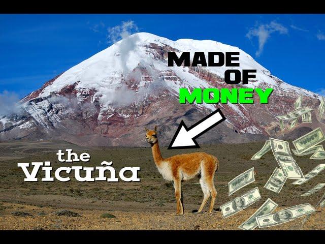 Vicuña Facts - The Little Llama Made of Money - Animal a Day V Week