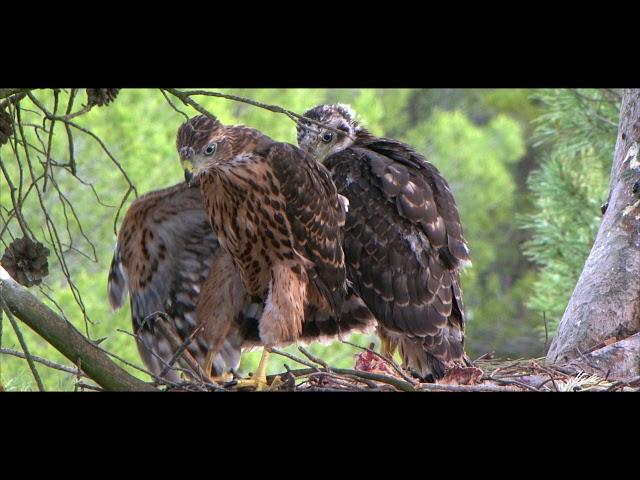 Goshawk hunting and young (Accipiter gentilis). Azor cazando