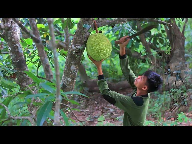 [Story 81] I love jackfruit! Picking and cooking jackfruit | Filipino Countryside Life