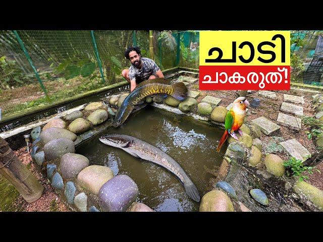 ചത്ത മീനിനെ തിരിച്ചു കൊണ്ടുവന്നു!!  | Snakehead Fish in our backyard pond!!!