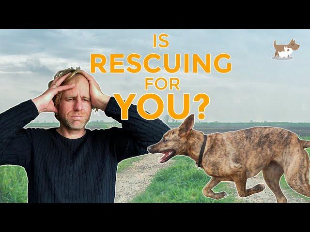 The issues I faced rehoming a rescue dog - would I recommend it?