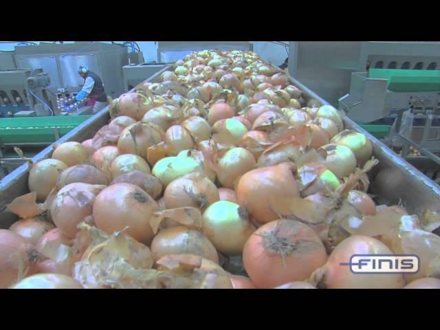 Finis onion processing and peeling