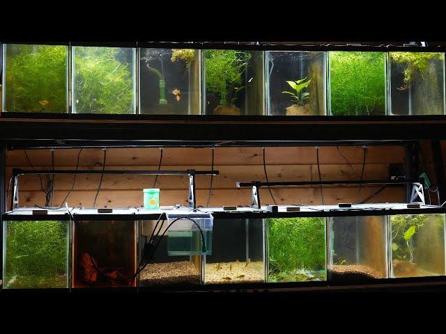  My 10-Gallon Aquarium Rack Setup & More! | Fish Room Tour