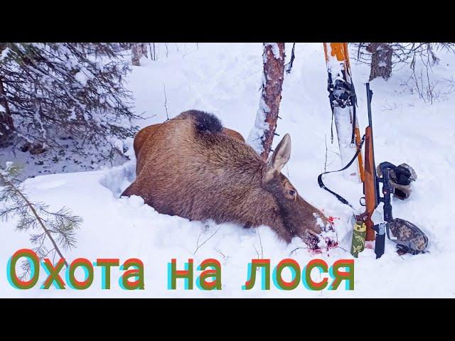 ДОБЫЛ МЯСО НА ВСЮ СЕМЬЮ В ПРОК / ОХОТА НА ЛОСЯ В ОДИНОЧКУ / КОРОТКАЯ ВЕРСИЯ БЕЗ РАЗДЕЛКИ.