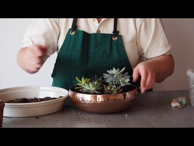 Planting Succulents | Houseplants | Garden Ideas