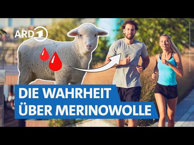 Merinowolle-Funktionsshirts von Icebreaker, Decathlon & Co.: Wirklich so gut? | Markt WDR