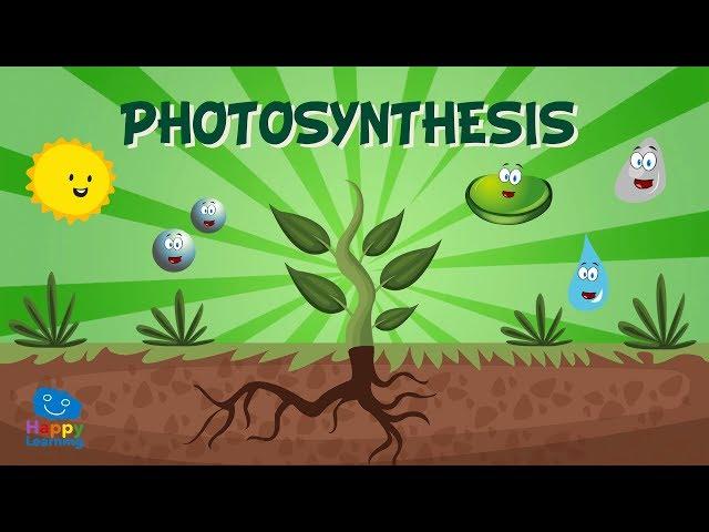 Photosynthesis | Educational Video for Kids