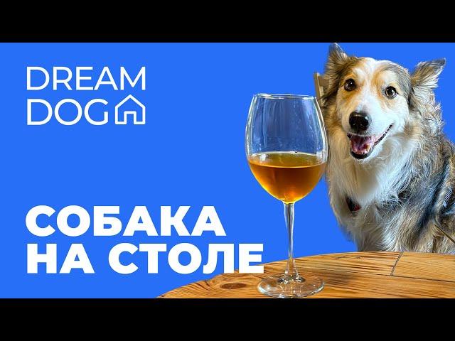 Как отучить собаку лезть на стол  Запрет на воровство еды